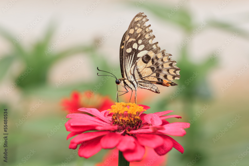 Obraz premium butterfly feeding