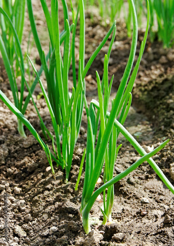 Growing onion.