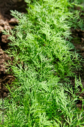 Growing dill.