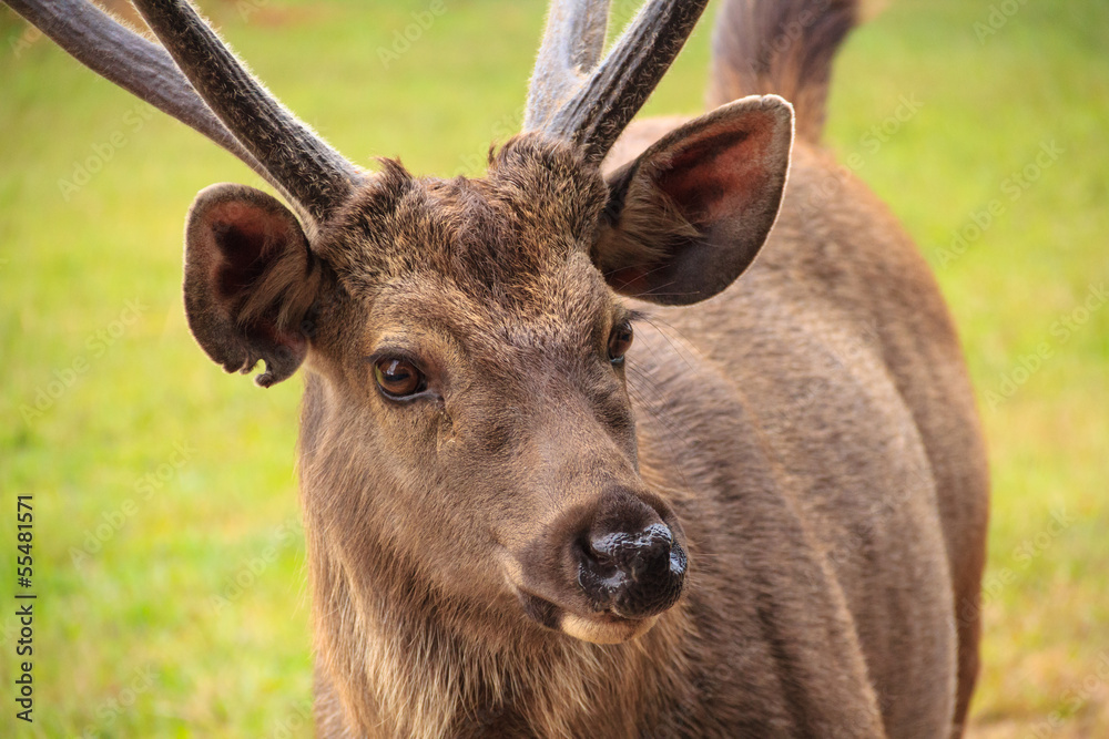 Fototapeta premium Male Deer .