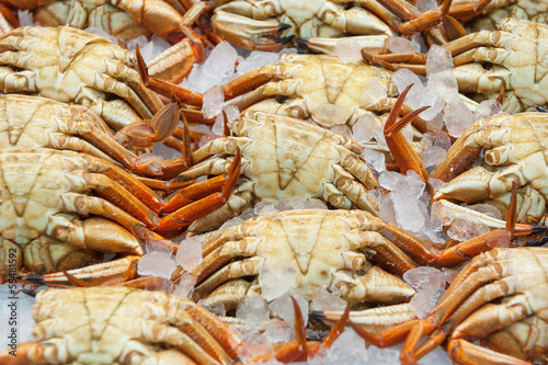 fresh crabs in the market
