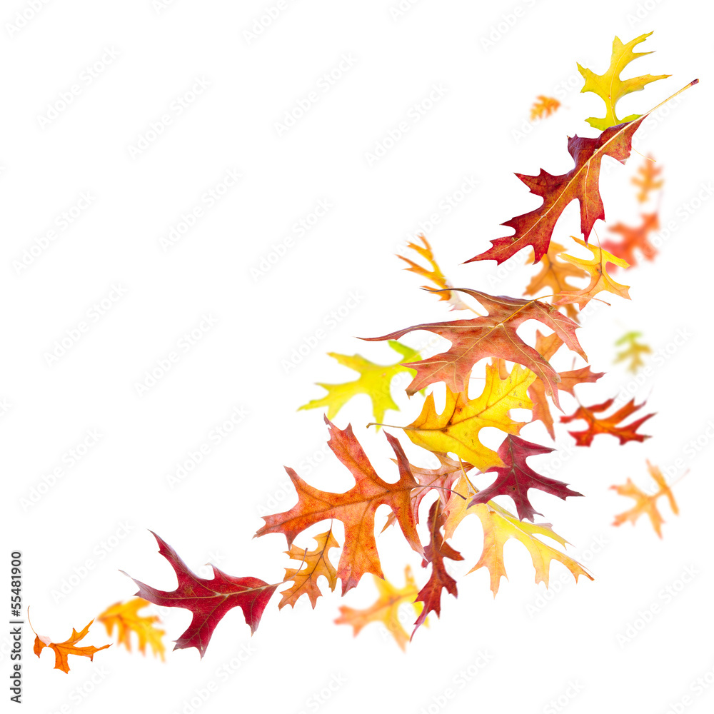 Multi colored autumn oak leaves isolated on white Multi colored autumn oak leaves isolated on white