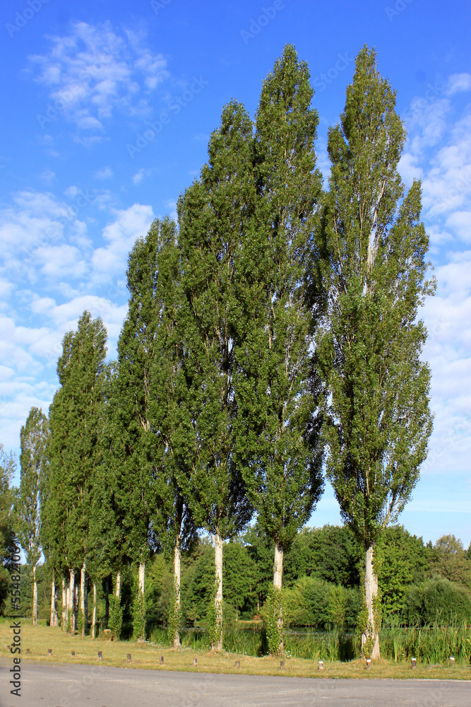 Fototapeta premium alignement d'arbres