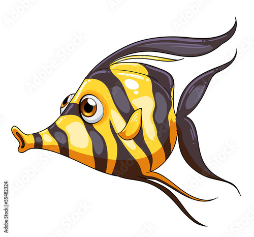 A stripe-colored fish