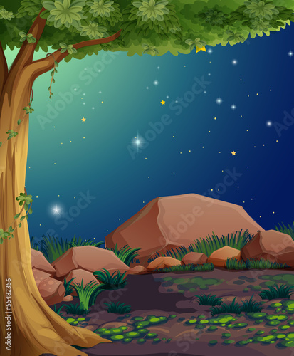 A rocky forest