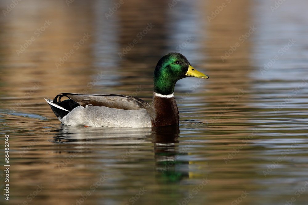 Mallard, Anas platyrhynchos Mallard, Anas platyrhynchos