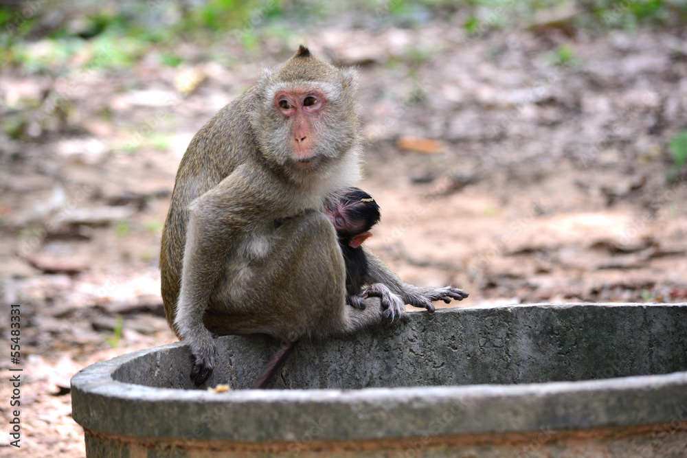 feeding a monkeys