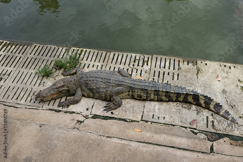 Crocodile sun bath in crocodile farm