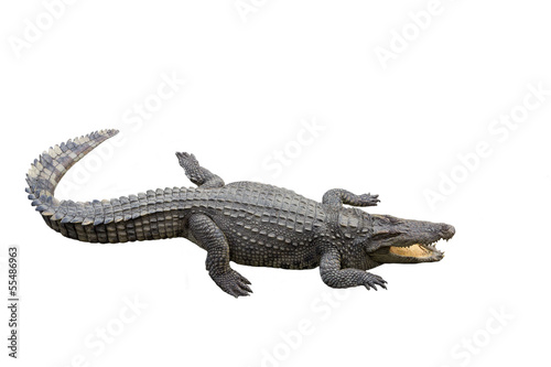 isolate crocodile