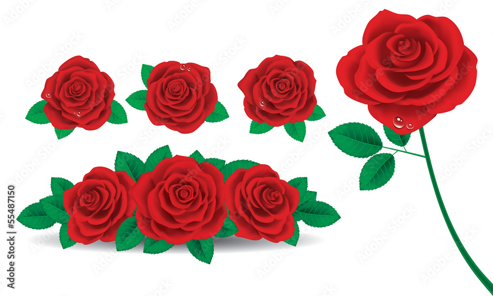 Fototapeta premium Red Rose
