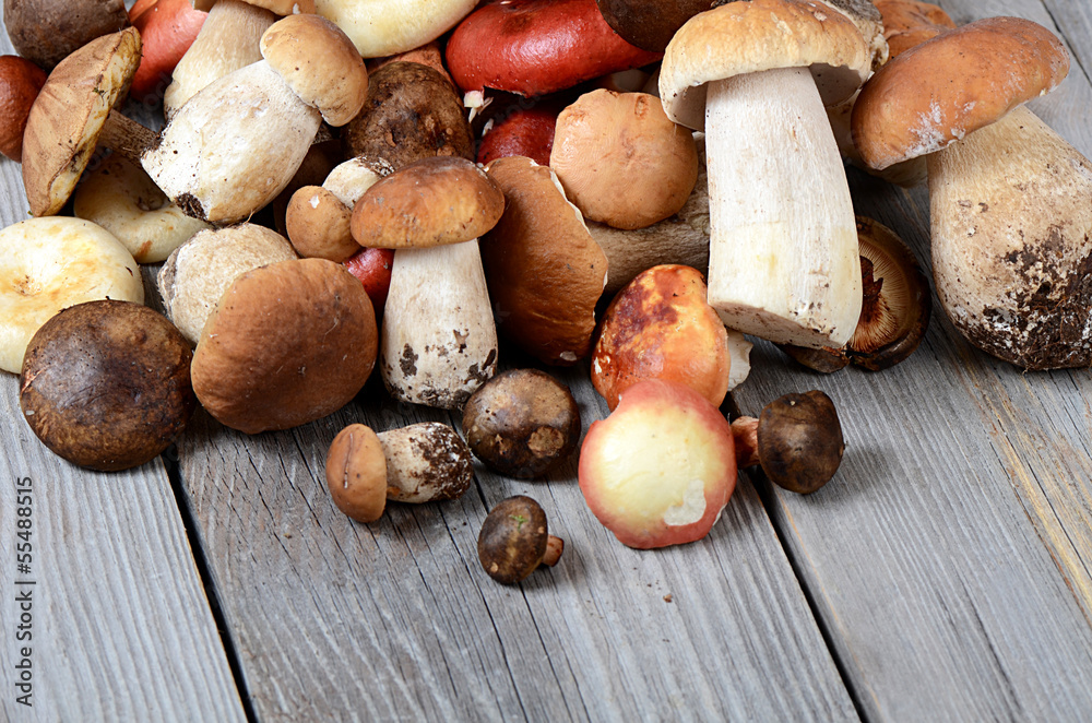 The raw boletus edulis a background The raw boletus edulis a background