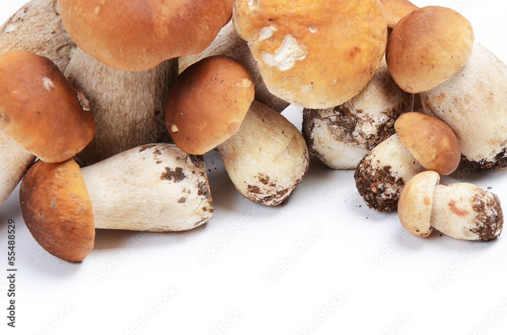 The boletus edulis isolated on white The boletus edulis isolated on white