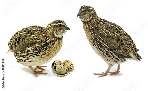 Quails with eggs on white background