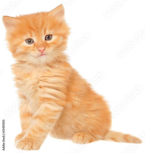 Orange kitten sitting isolated