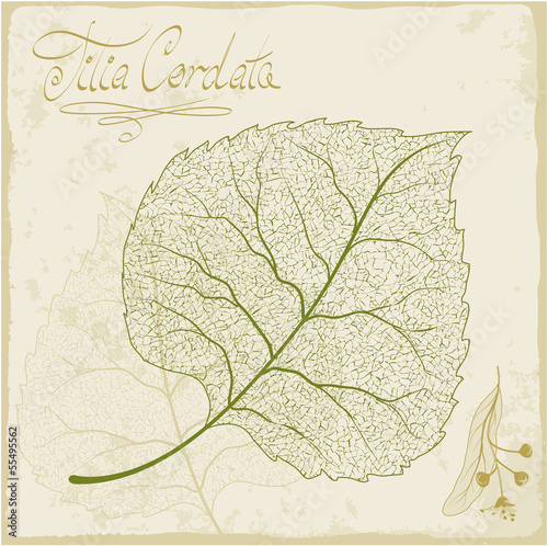 Linden leaf skeleton. Vector.