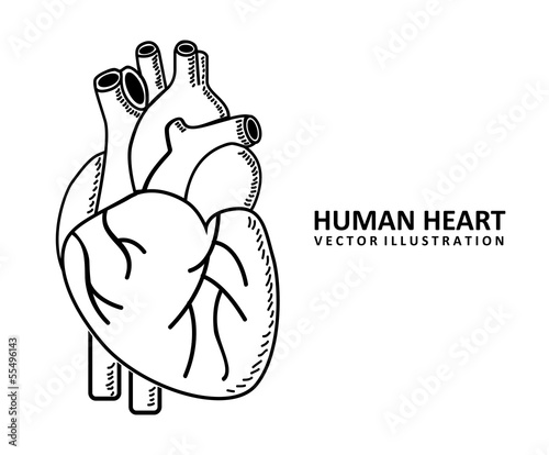 human heart