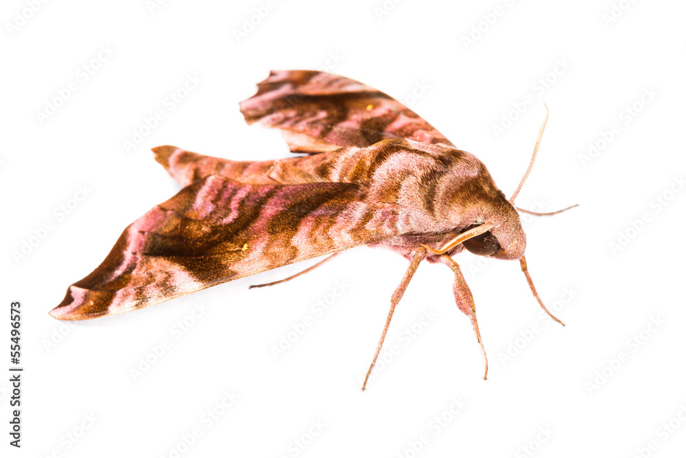 Brown Sphingidae family of moths Brown Sphingidae family of moths