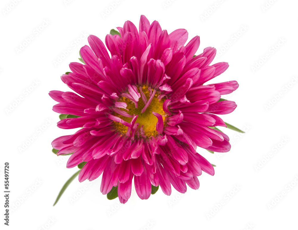 pink aster isolated