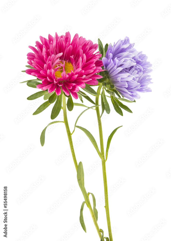 aster isolated aster isolated