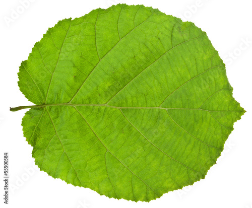 фотографія green leaf of hazel tree