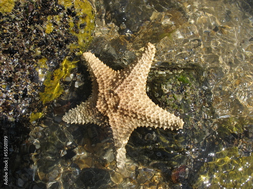 морская звезда © iuliiia