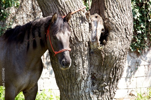 Fotografie cavallo