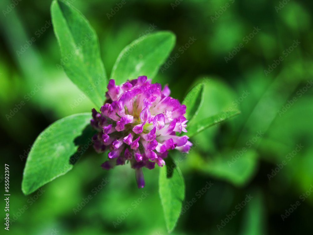 red clover close up red clover close up