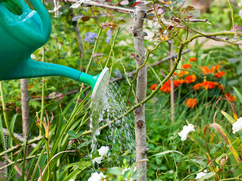 garden watering from watering can