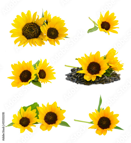Fototapeta Naklejka Na Ścianę i Meble -  Decorative sunflowers with seeds.