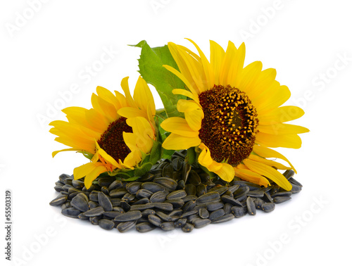 Fototapeta Naklejka Na Ścianę i Meble -  Decorative sunflowers with seeds.