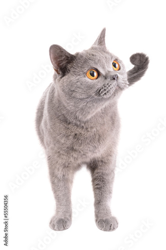 cat