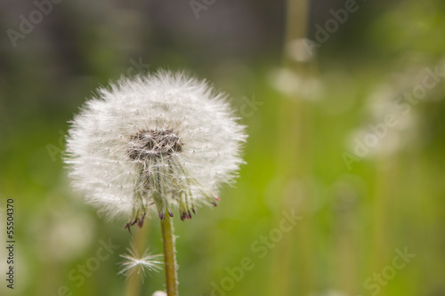 Dandelion