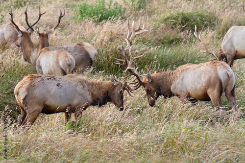 Wallpaper Mural Tule Elk Sparring Torontodigital.ca