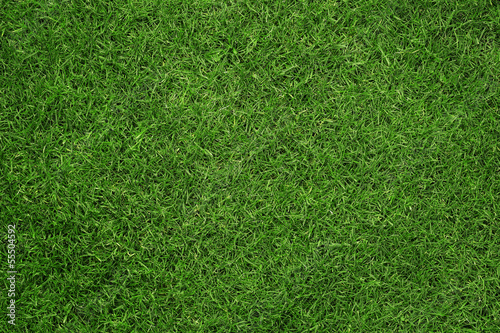 Fototapeta Close up of green grass texture, background with copy space