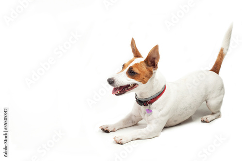 Jack Russell Terrier © enzo4