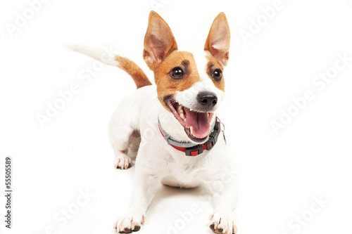 Jack Russell Terrier © enzo4