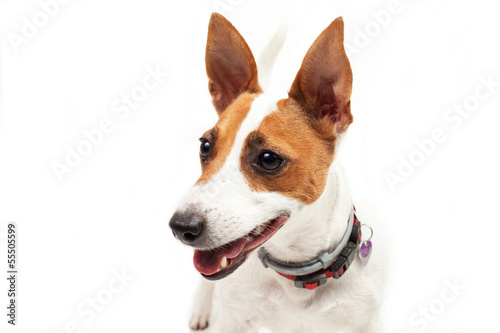 Jack Russell Terrier