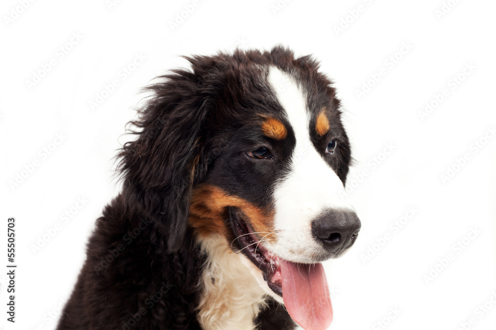 Cucciolo di Bovaro del bernese