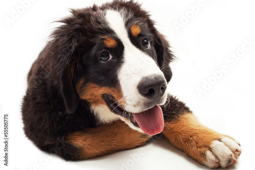 Cucciolo di cane di bovaro del bernese photo