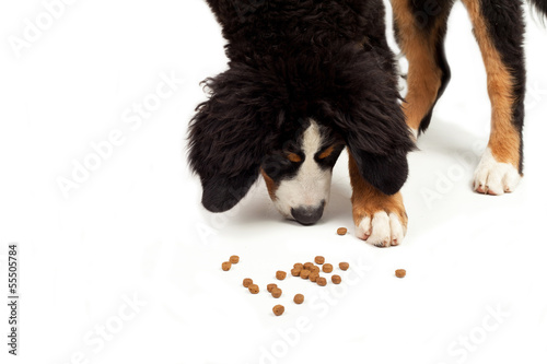 bernese Mountain Dog that eating on a white background