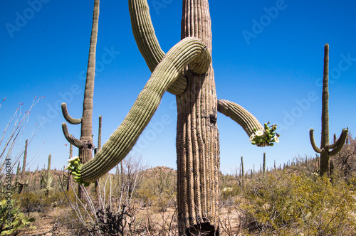 Strange shaped Saguaro