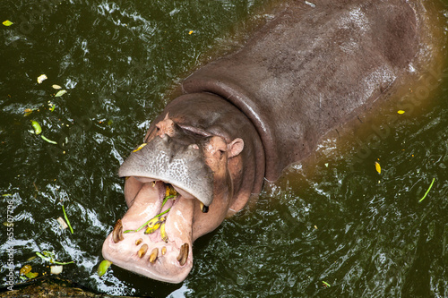 Hippopotamus open mouth in water