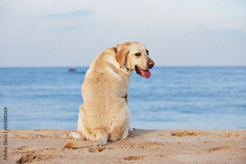 Dog and sea