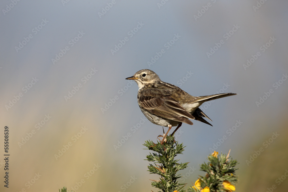 Fototapeta premium Meadow pipit, Anthus pratensis
