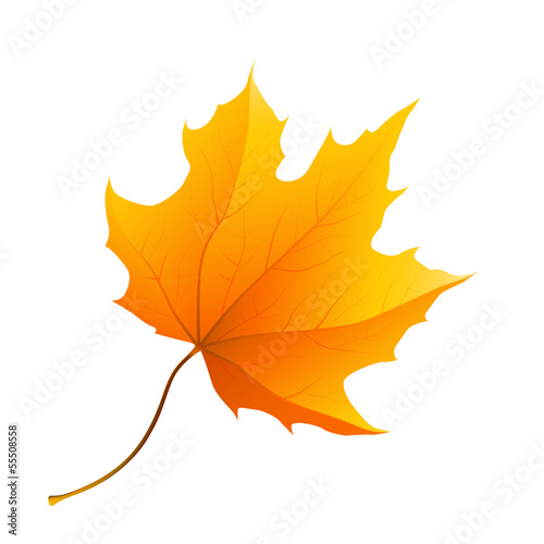 Autumn leaf isolated on white background, Illustration.