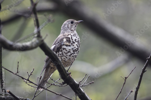 Mistle thrush, Turdus viscivorus