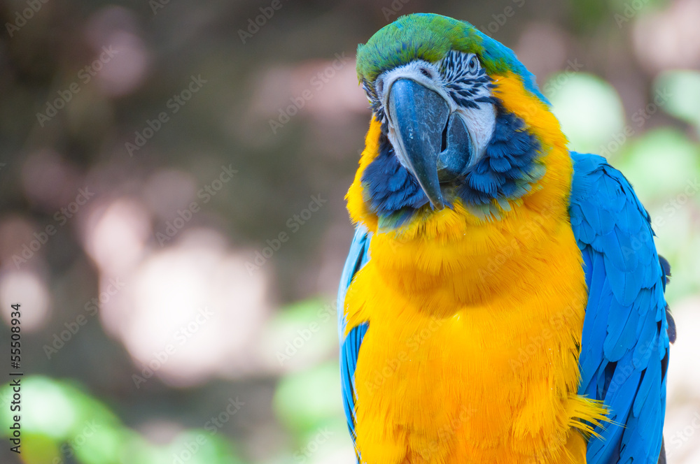 Blue-and-yellow Macaw