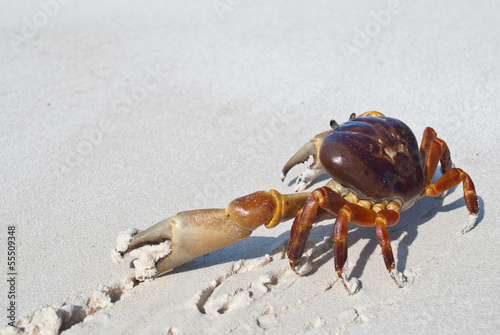 red crab on beach  Tachai island  Similan island group  Phang ng