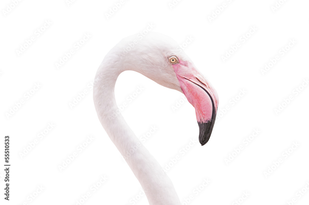 Naklejka premium Head flamingo isolated on white