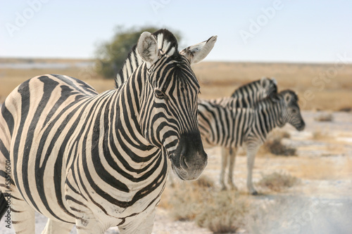 Burchell s zebra